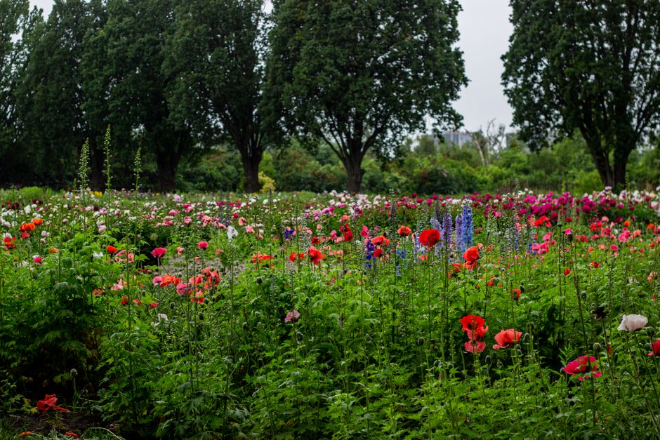 A vibrant flower bed in Waterlow Park featuring a diverse array of colorful blooms, including red poppies, pink and white roses, and purple and blue flowers, arranged in a natural, informal style. The