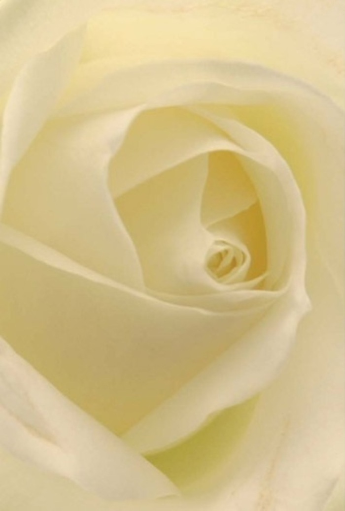 To gaze upon this pristine white rose, as seen from close within a Highgate florist's studio, is to become absorbed by the interplay of gentle light and intricate layering. The petals blend creamy whites and soft ivories, echoing the softness of early morning mist drifting over Hampstead Heath. Each fold appears near luminescent, radiating a calm serenity from within the flower's spiraled core-a hallmark of purity and elegance. This composition speaks to tranquil refinement, easily envisioned as the focal point of a wedding bouquet, a romantic gesture along Swain's Lane, or a delicate apology delivered to a home bathed in the golden light of Highgate's evening. The gradations of colour and subtle shadowwork reveal a meticulous eye, elevating the natural form to artistry while imparting a gentle resilience that never overpowers. An understated, clean fragrance seems to waft from the bloom, embodying the spirit of Highgate's floral heritage-always pristine, always sincere, perfectly suited to marking life's most meaningful occasions.